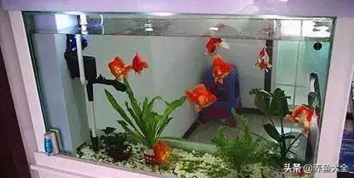 鱼拉白便怎么治疗最好,鱼拉白便怎么回事该如何治疗