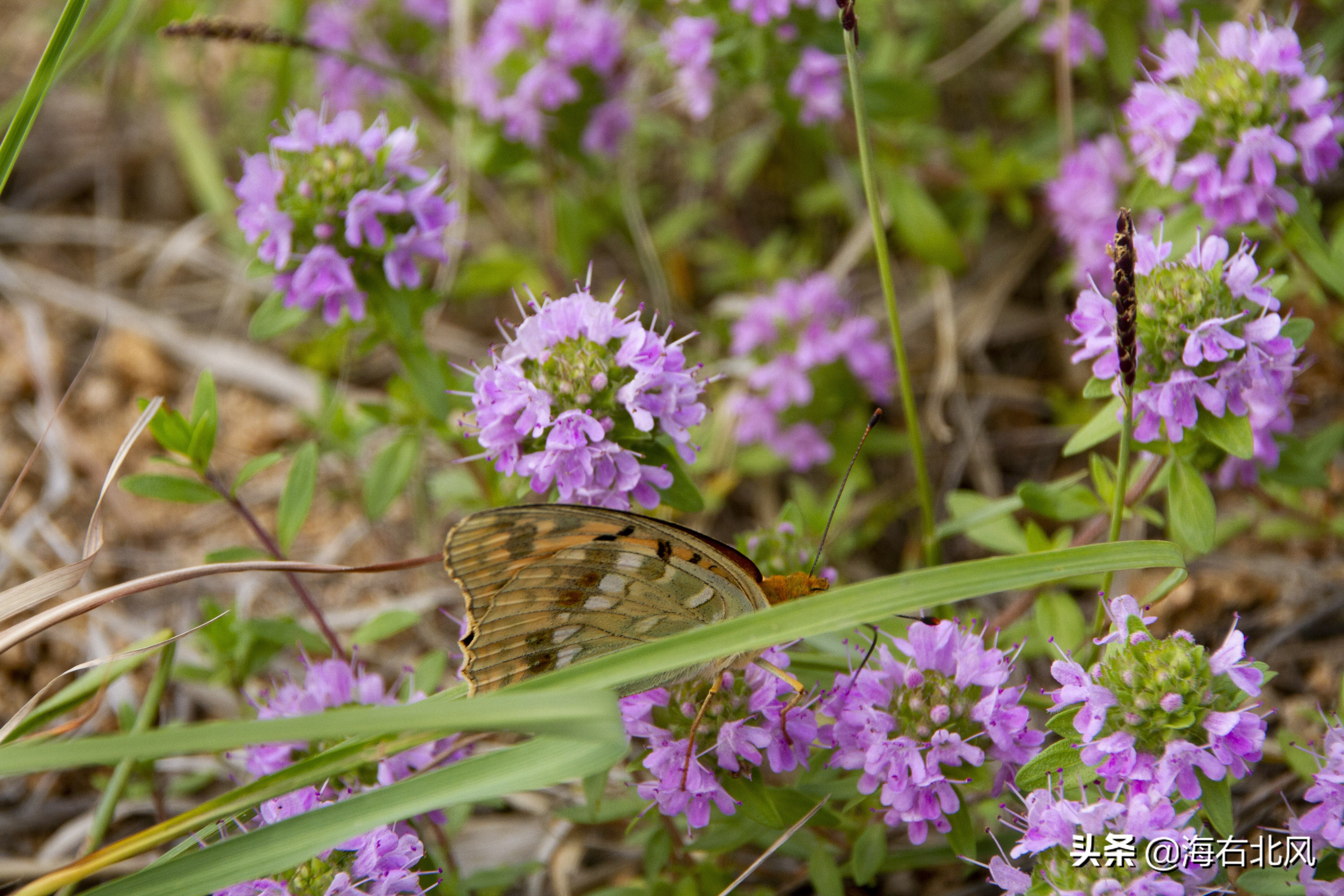 藕池镇有玩游戏的吗,藕塘周边一日游推荐