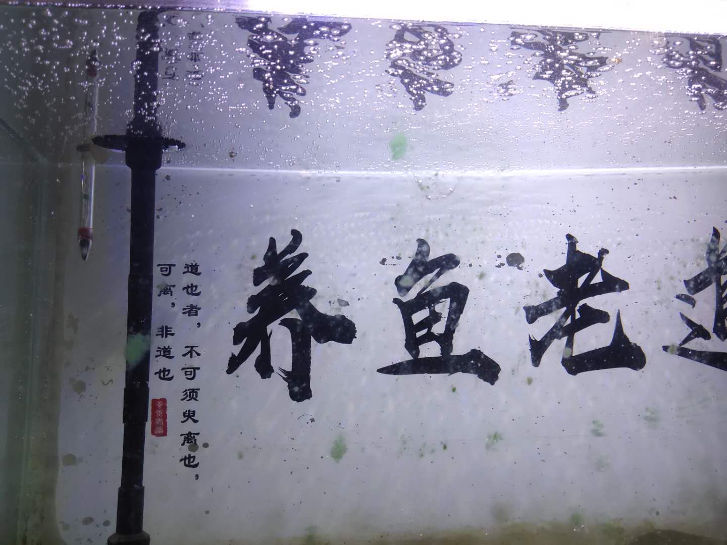 鱼缸起气泡最好的解决办法,鱼缸水发白雾蒙蒙的还有好多气泡