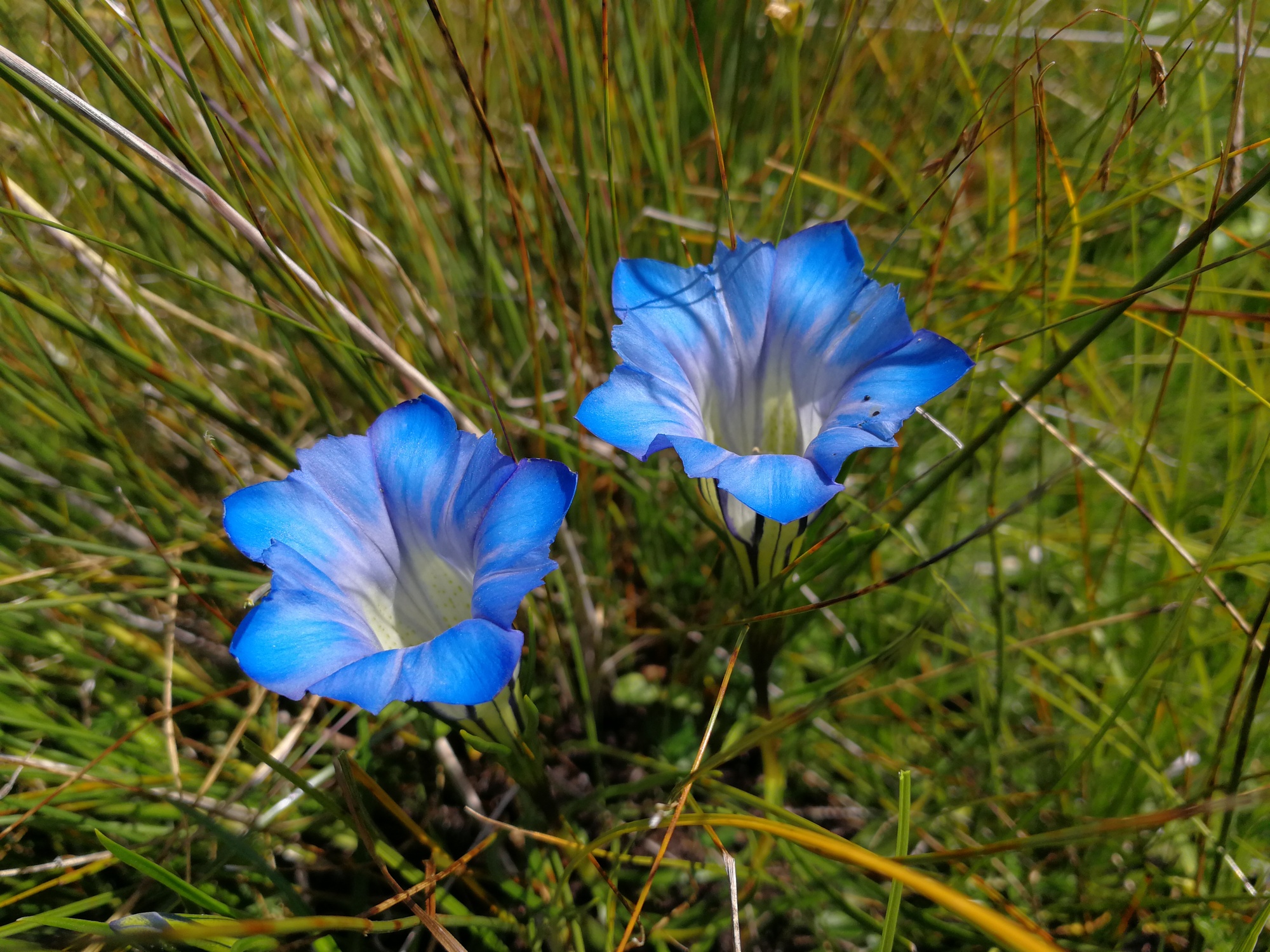 十种蓝色花,常见的六种蓝色花