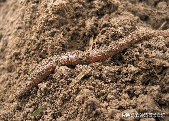 美国蚯蚓市场,美国活体蚯蚓