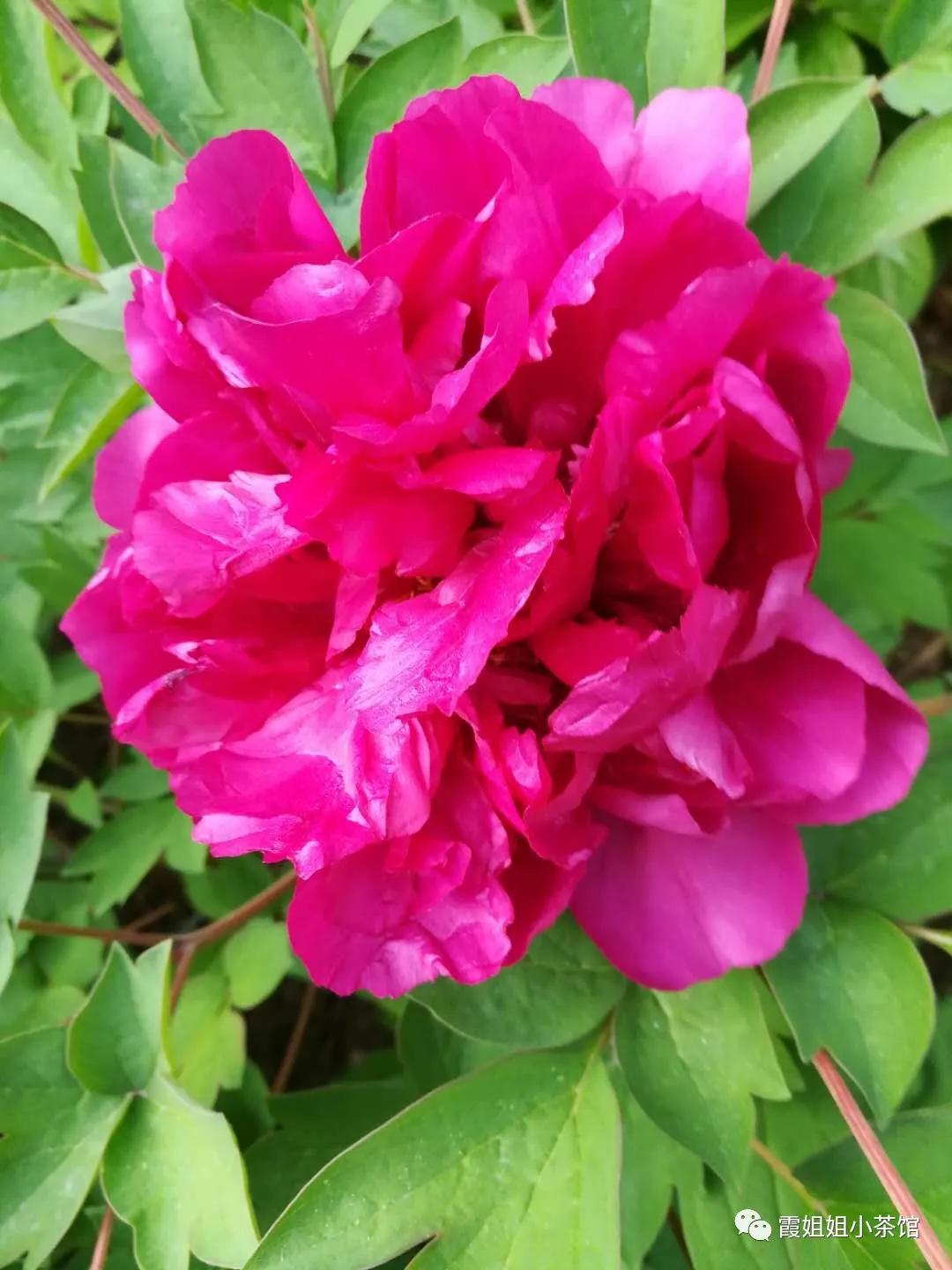 怒放的生命完整版,怒放的生命女声完整版