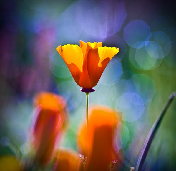 照片非常不清晰怎么办,照片平淡怎么调色