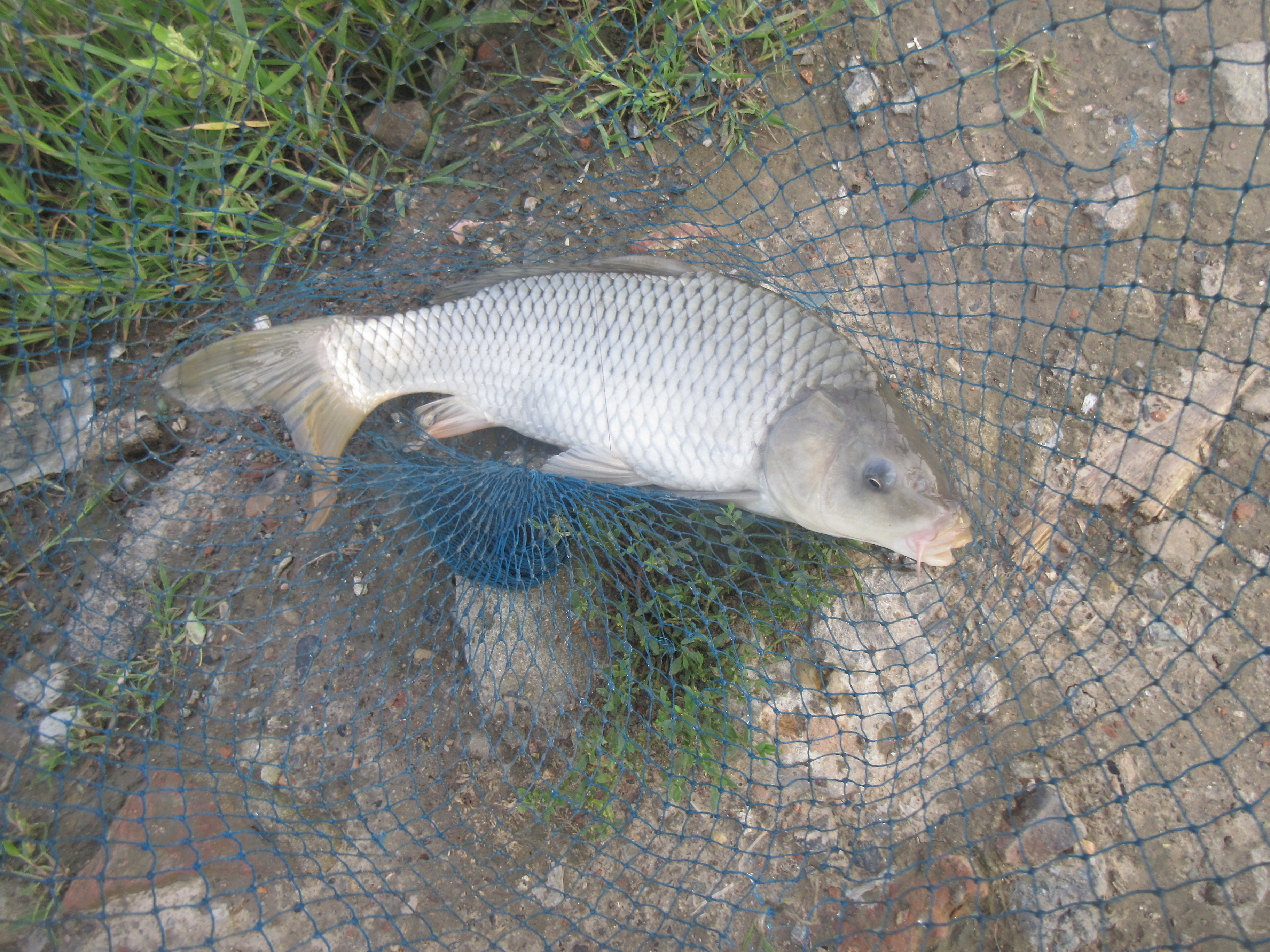 真是羡慕这位老钓友，不仅会挑钓位，遛鱼更专业