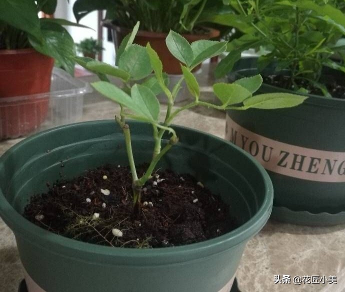 花卉换盆后僵苗会自己恢复吗,盆栽换盆僵苗弱苗如何快速恢复