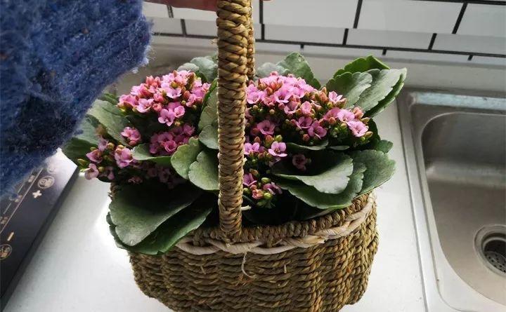 养花新手不知道养什么，就选这几种植物，轻松养爆盆