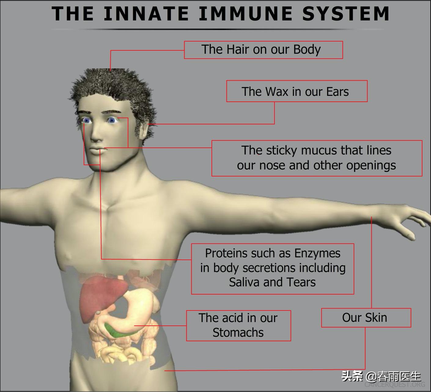 中国新冠疫苗的最新情况,中国新冠灭活疫苗二期临床