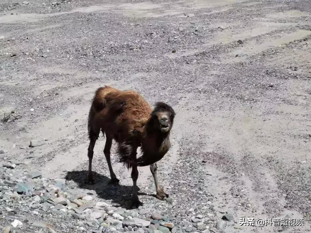 抖音竟然还有这样一对神仙眷侣,这一对神仙眷侣引众人羡慕