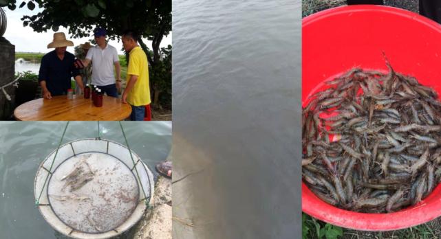 肠道菌的功效与作用,丁酸梭菌对水产动物肠道的作用