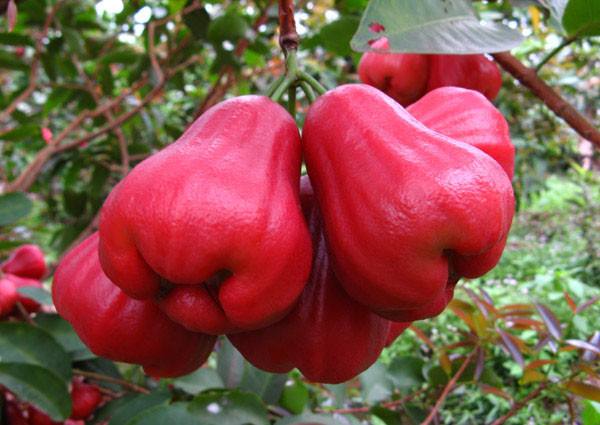 广西陆川古城水果特产,广西北海特产水果