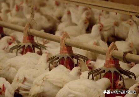 白羽肉鸡禽病防治及饲养管理培训,白羽肉食鸡的病症