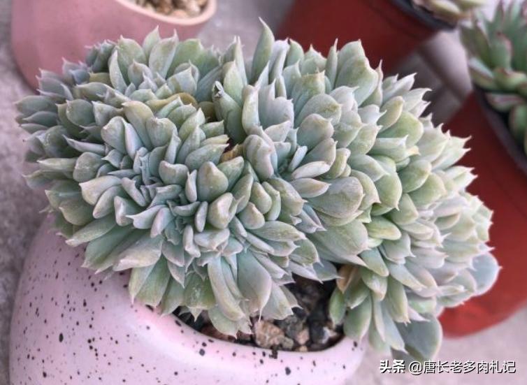 多肉特玉莲耐冻吗,多肉特玉莲叶片是心形吗