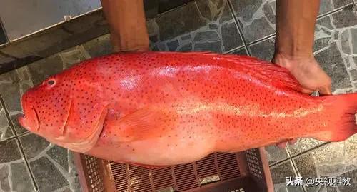 一条石斑鱼,一条石斑鱼一碗白饭