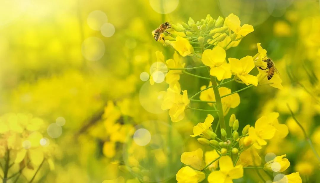 关于春天的成语和古诗句,有关于春天的诗和成语