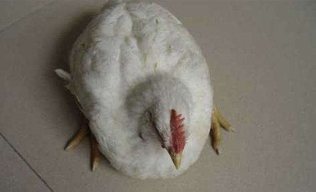 鸡眼睛流分泌物怎么治疗,鸡眼睛淌水用什么药