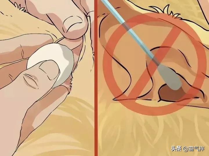 主子的耳朵脏了怎么办？教你正确的清理耳道的方法