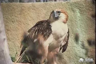 各国国鸟国宝有哪些,各国国鸟大小排名