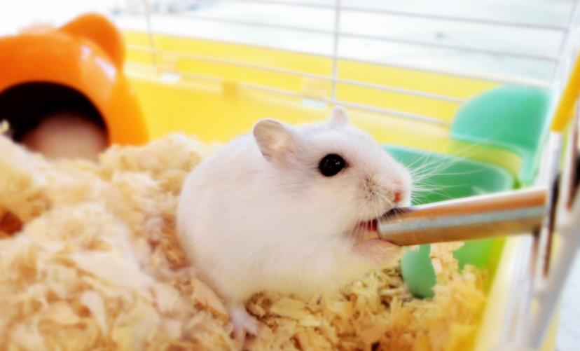 养仓鼠要记住的小知识,养仓鼠必须知道的8大常识问题