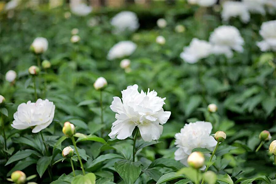芍药杨妃出浴怎么样,芍药品种杨妃出浴独有的特征