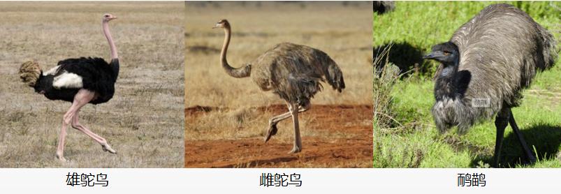 鸸鹋和鸵鸟什么区别,鸵鸟和鸸鹋在地球上生活多少年了
