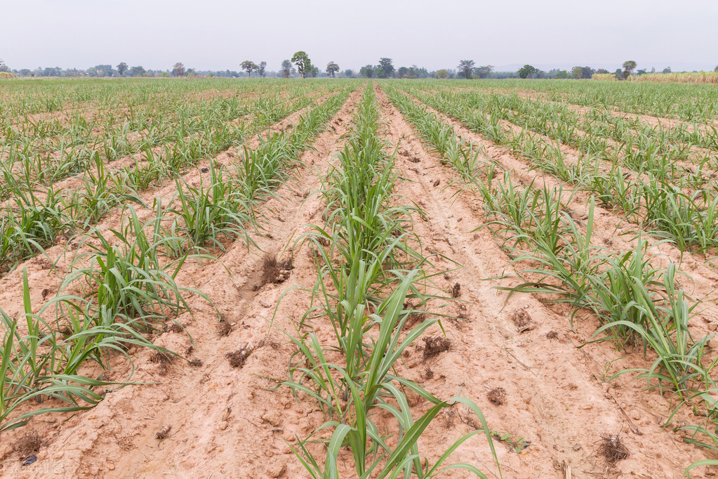 典故诗话258食蔗从梢佳境渐入