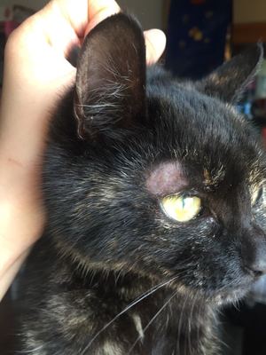 人得了猫癣最简单直接的办法,人治猫癣最简单的方法