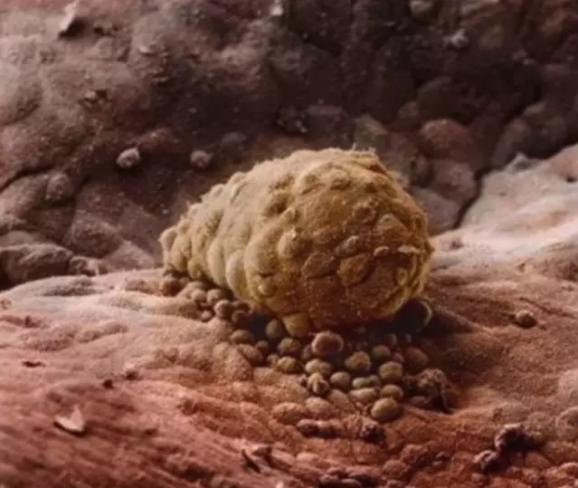 胎儿的形成全过程视频卡通,胎儿是怎么形成的视频播放