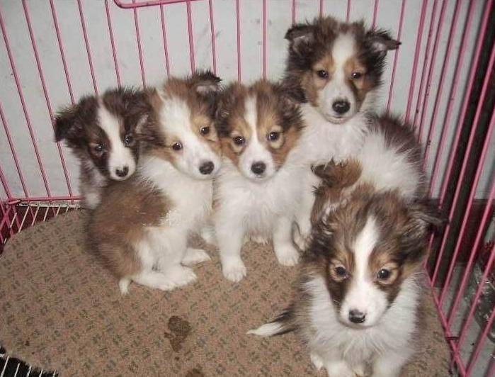 喜乐蒂偏瘦如何饲养？