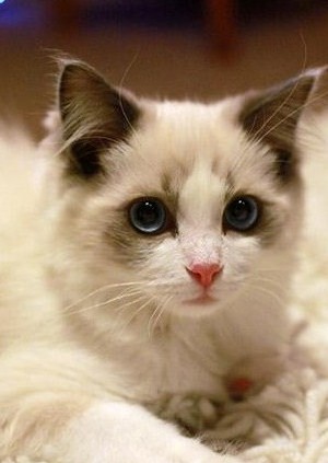 你喜欢哪种猫角色,喜欢洗澡的猫