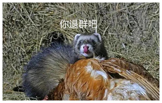 黄鼠狼为什么不敢打死呢,黄鼠狼是怎么打过来的