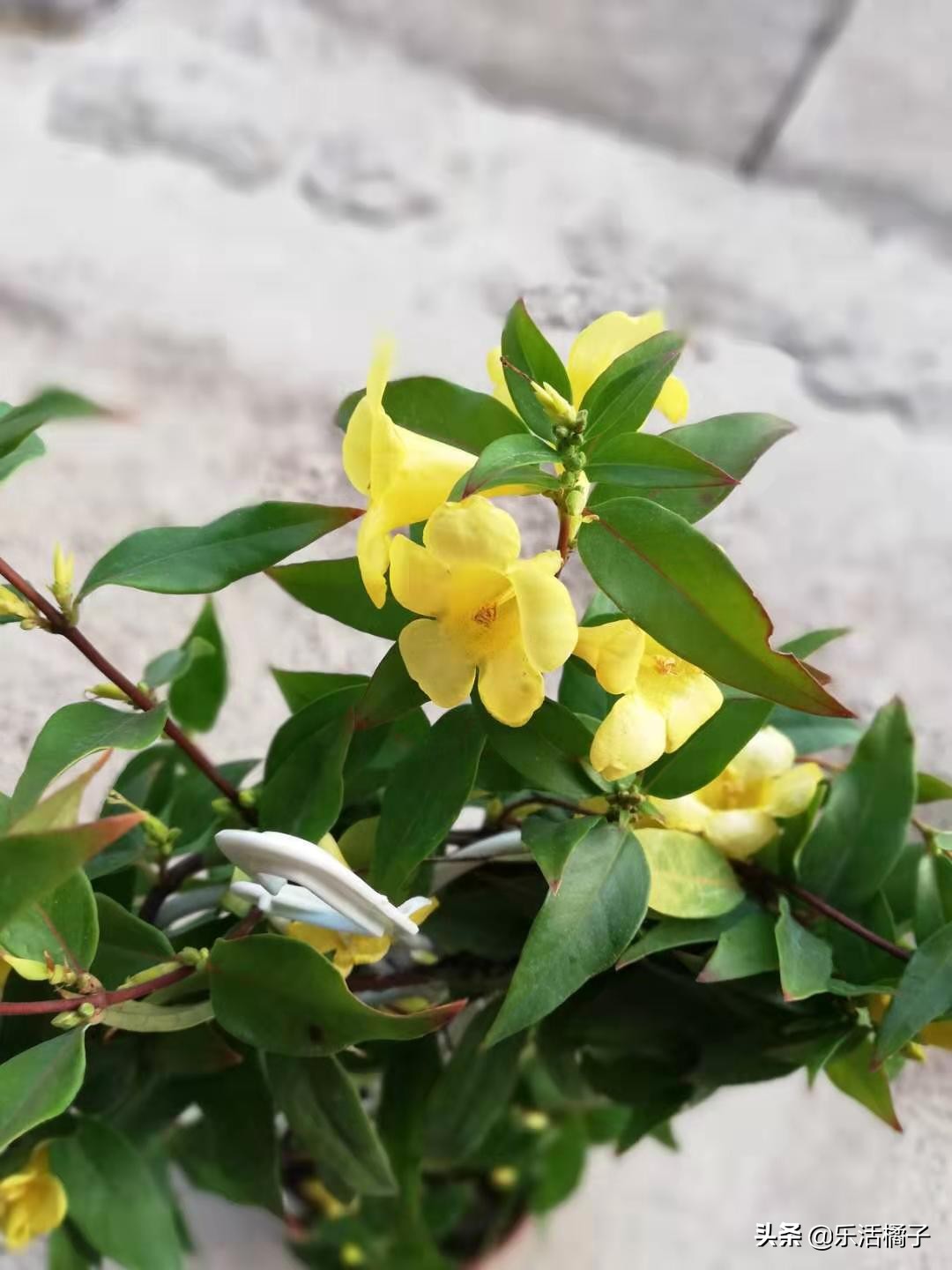 法国香水茉莉花一年四季开花吗,法国香水藤茉莉开花时间