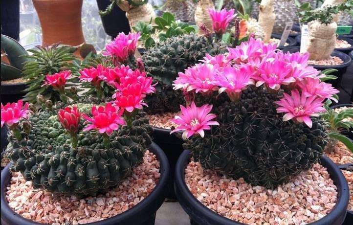 十个仙人球,最新30个仙人球品种