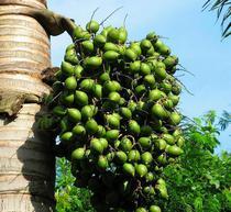 槟榔为什么有危害性,槟榔危害很大为什么还那么多人吃