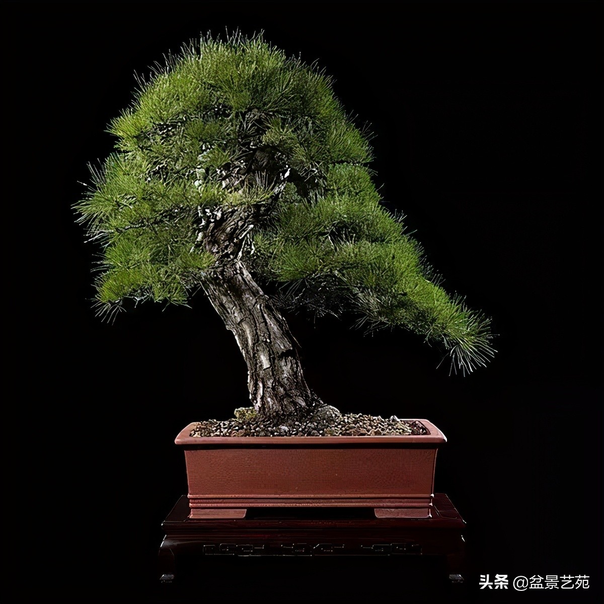 西泠印社砚台最高价拍卖记录,杭州西泠拍卖盆景