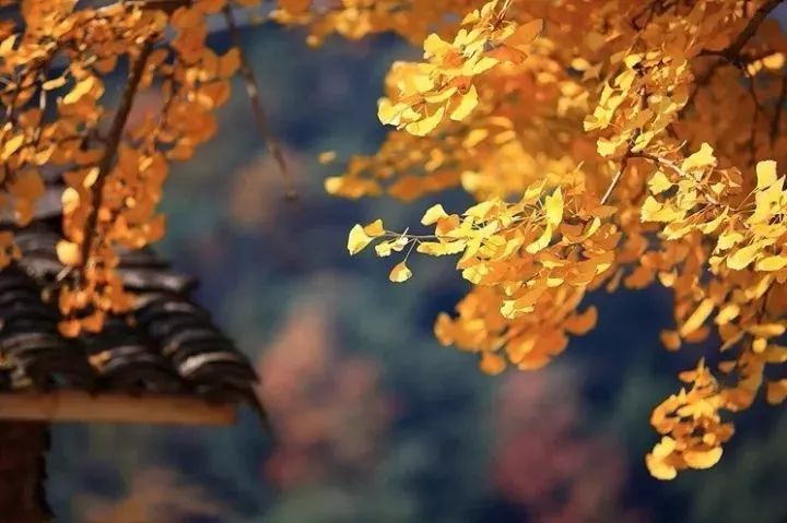 温州秋冬的银杏树确实美,温州最原生态银杏