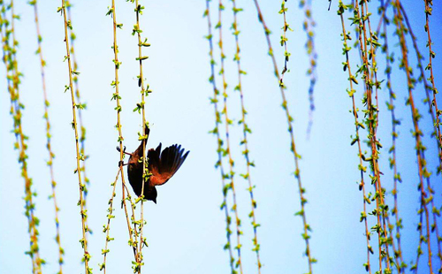 杨柳的诗句古诗大全,杨柳的原创诗词