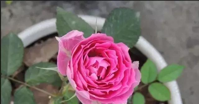 一万年一次的2020520;一起认识100种玫瑰~别送错啊