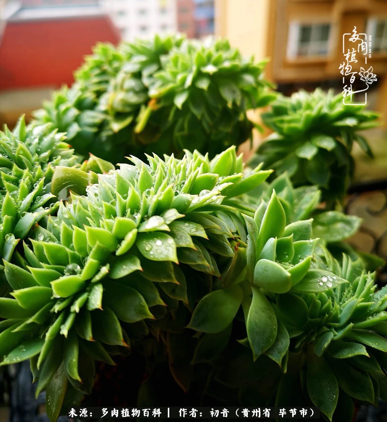 和多肉共度美好时光,与多肉一起成长