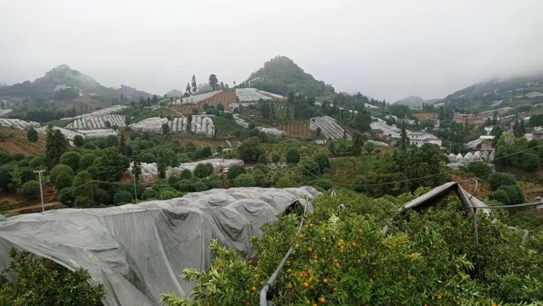 防寒措施有哪些,防寒布果树防冻措施