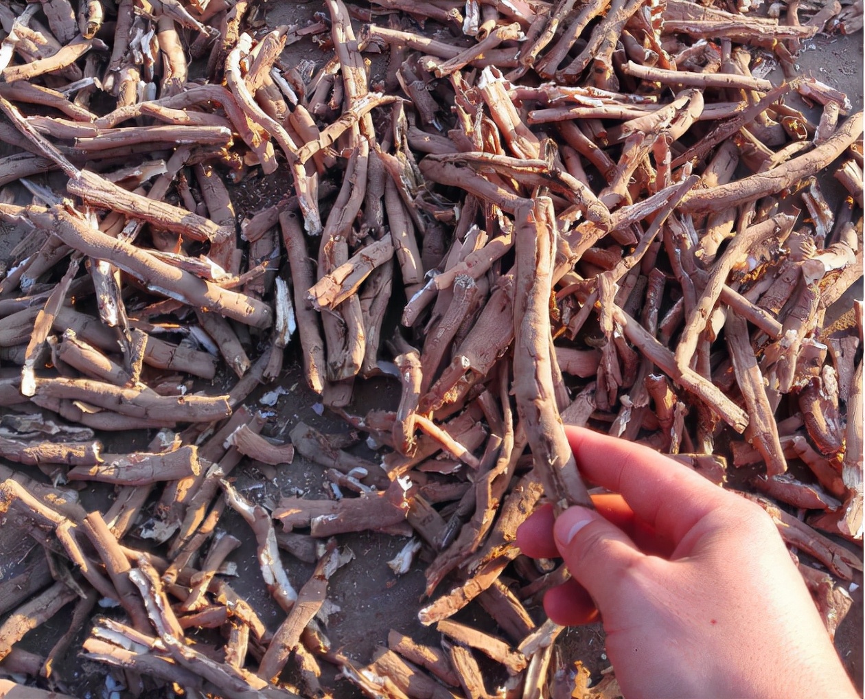 牡丹皮行情还能持续多久,牡丹皮后市