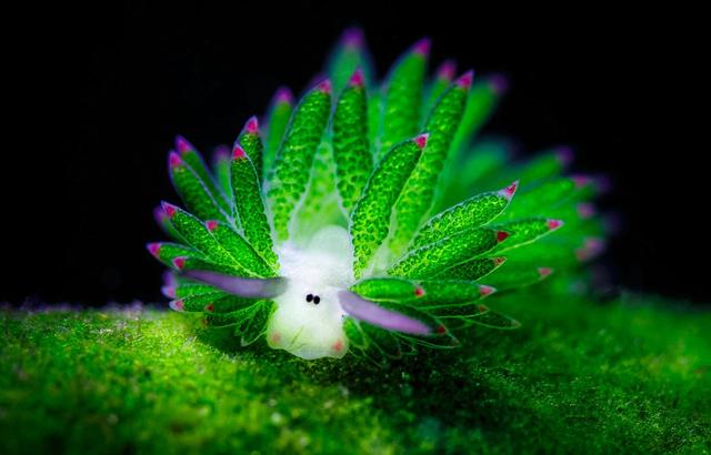 用手工制作海洋生物,用纸做简单的海洋生物