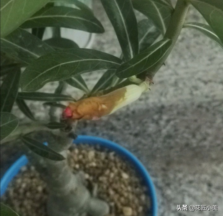 沙漠玫瑰花舒展不开怎么办,沙漠玫瑰花苞打不开是怎么回事