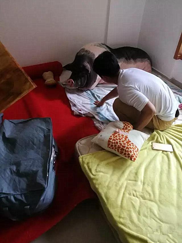 女子花了1100买猪,女子花1000元买了一只狗