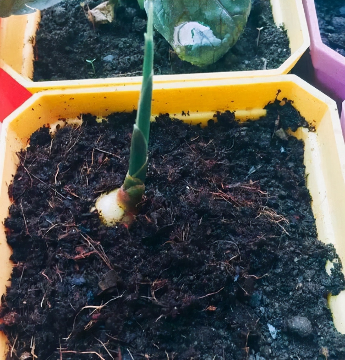 一分钟学会盆栽生姜,生姜生长快的方法