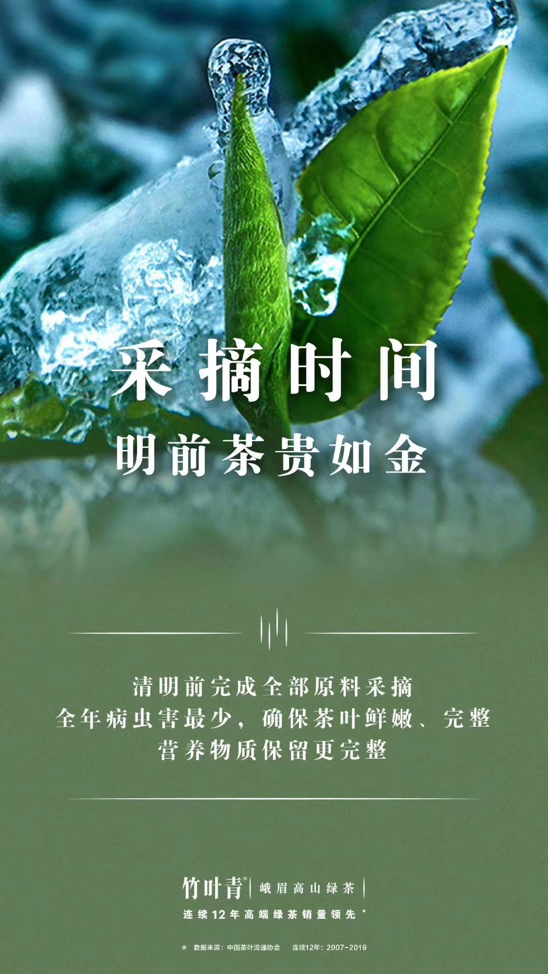 我与汾酒的故事原版,我和绿茶的故事讲述