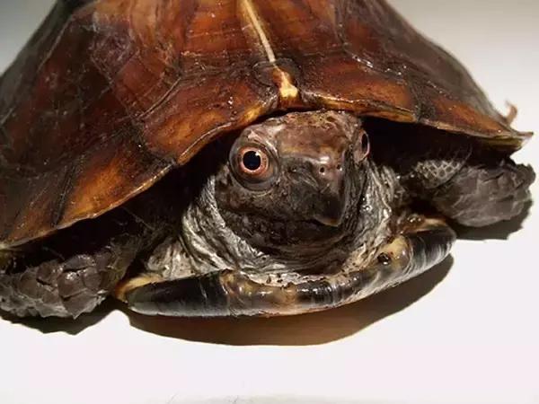 八角灵龟是不是保护动物,锯缘龟八角灵龟