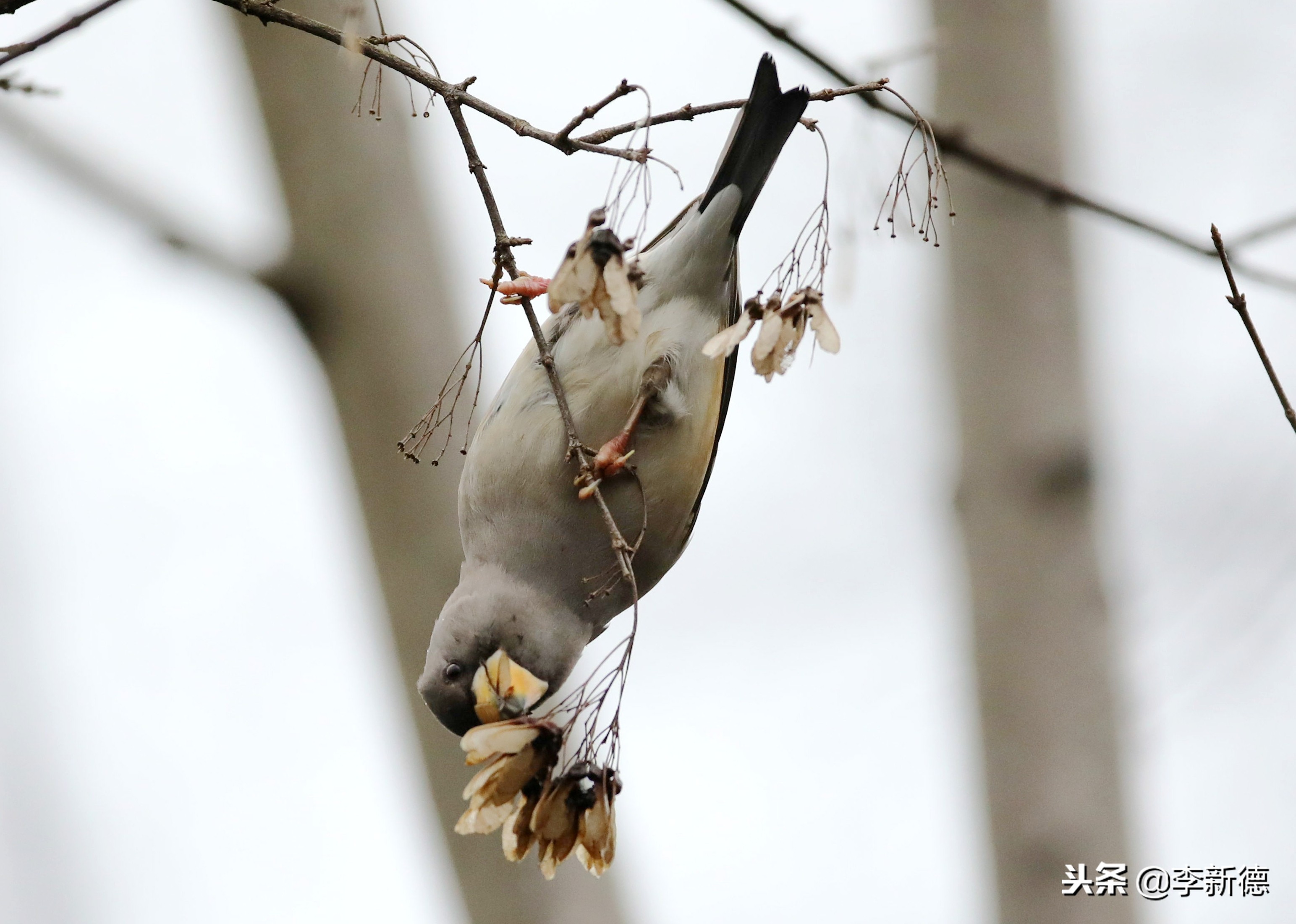 合肥望江西路蜀峰湾,合肥蜀峰湾有什么鸟