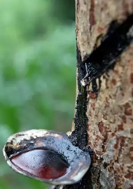 桐油跟水性油漆有什么区别,土漆和桐油的区别