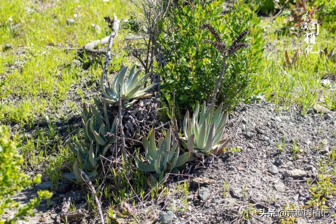 美国加州海岸仙女杯,美国仙女杯
