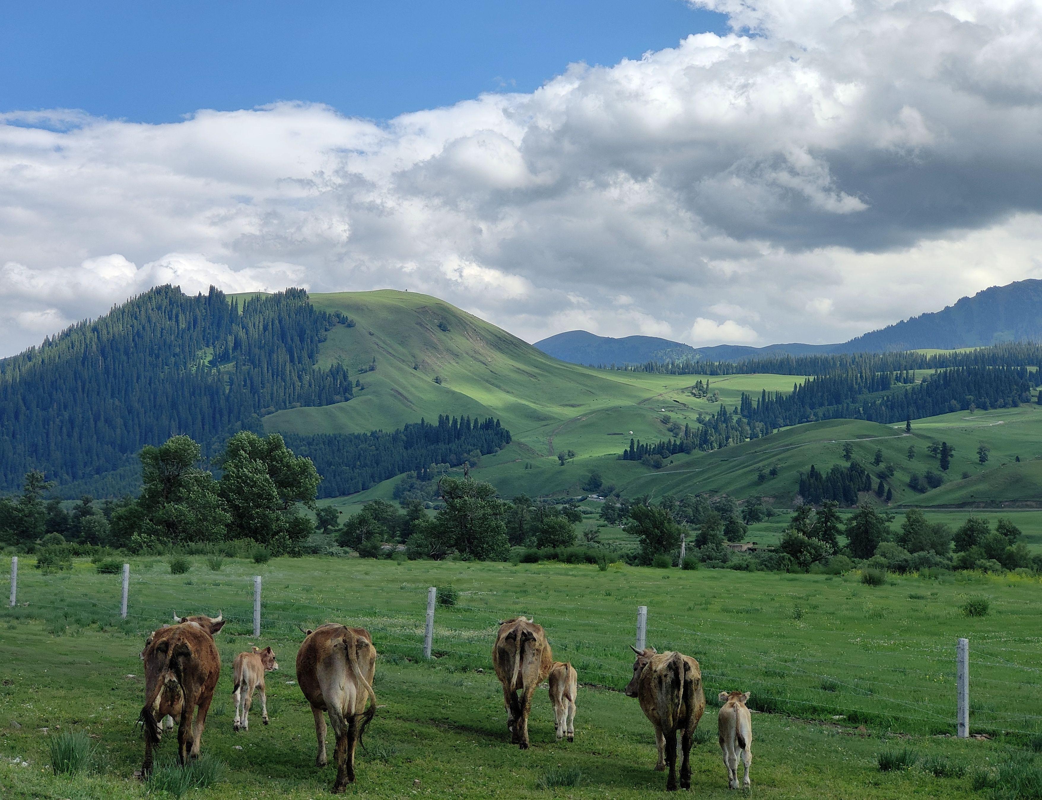 opporeno6pro尝鲜,opporeno6pro+体验